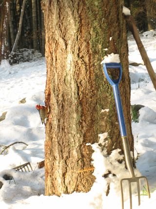 Sapsucker1