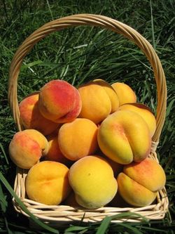 Harvest 2009 022