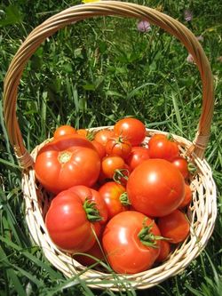 Harvest 2009 023