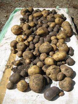 Harvest 2009 026