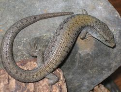 Lizard