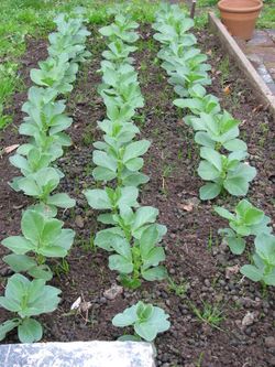 Brocoli