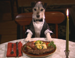 Dogsbreakfast